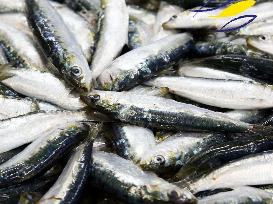 Tout savoir sur la sardine de la Compagnie Bretonne
