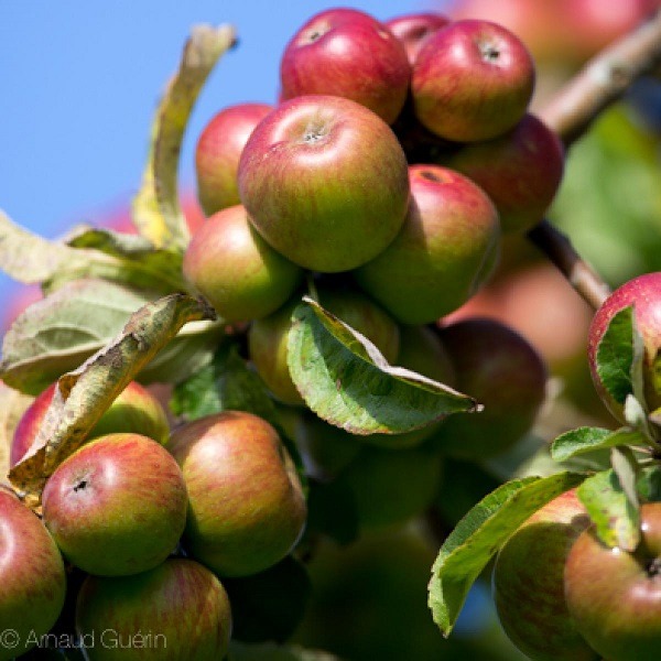Les bienfaits du vinaigre de cidre